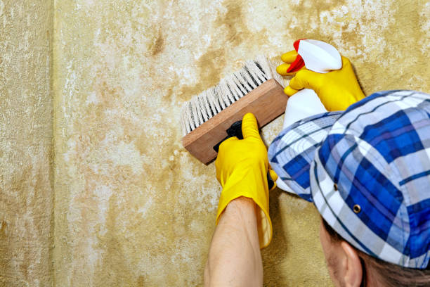 Montgomery, OH Mold Inspection, Removal & Remediation Company